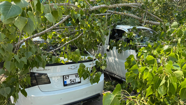 Bartın'da çürüyen ağacın devrilmesi sonucu 4 araç hasar gördü