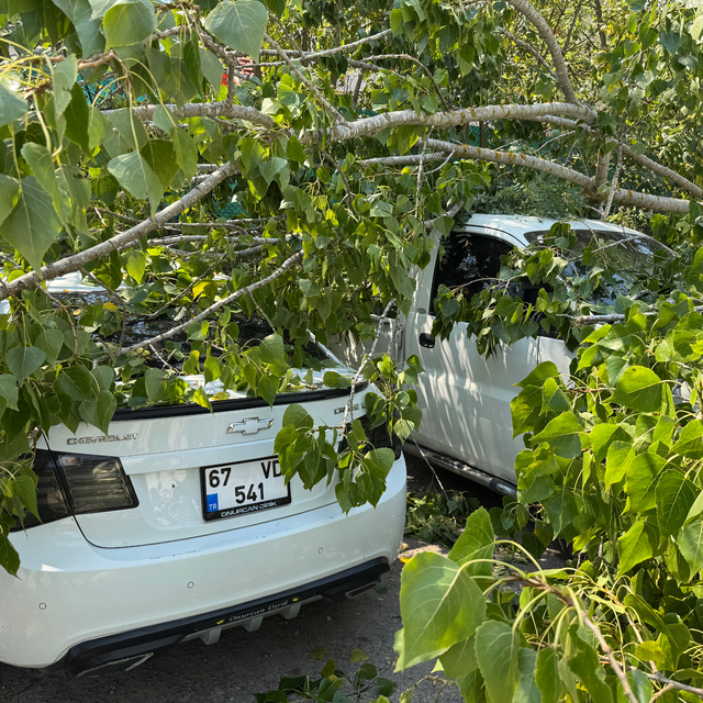 Bartın'da çürüyen ağacın devrilmesi sonucu 4 araç hasar gördü