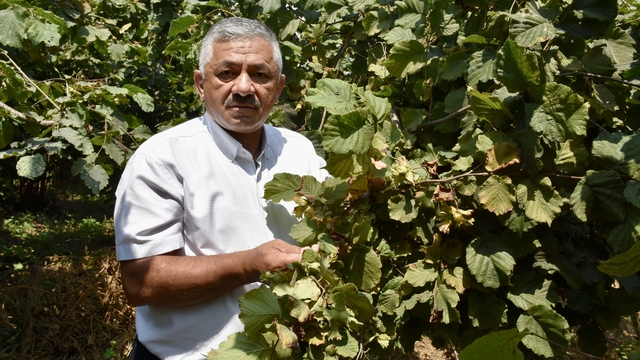 Ordu'da sahil kesiminde fındık hasadına 4 Ağustos'ta başlanacak