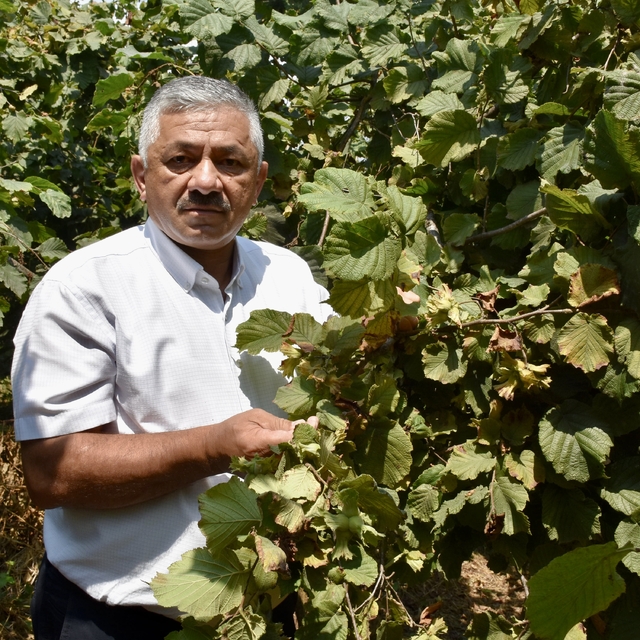 Ordu'da sahil kesiminde fındık hasadına 4 Ağustos'ta başlanacak