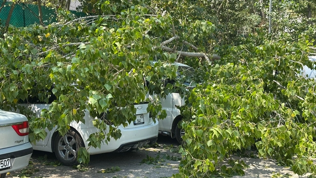 Bartın'da devrilen ağaç, 4 araçta hasara yol açtı