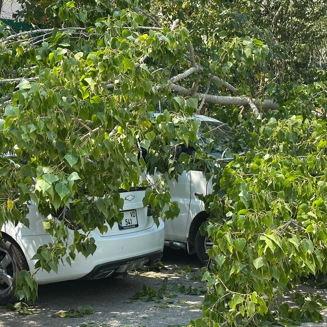 Bartın'da devrilen ağaç, 4 araçta hasara yol açtı