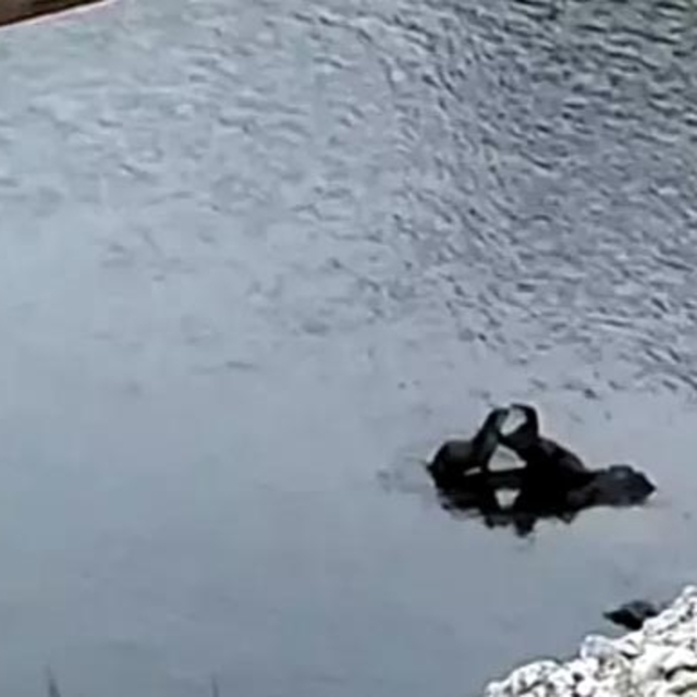 Çayda görülen su samurları kamerada