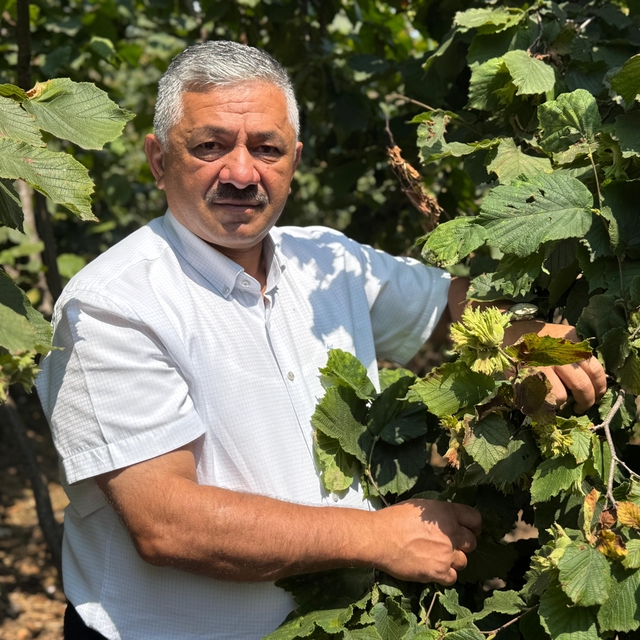 'Erken hasat fındıkta kaliteyi düşürüyor'