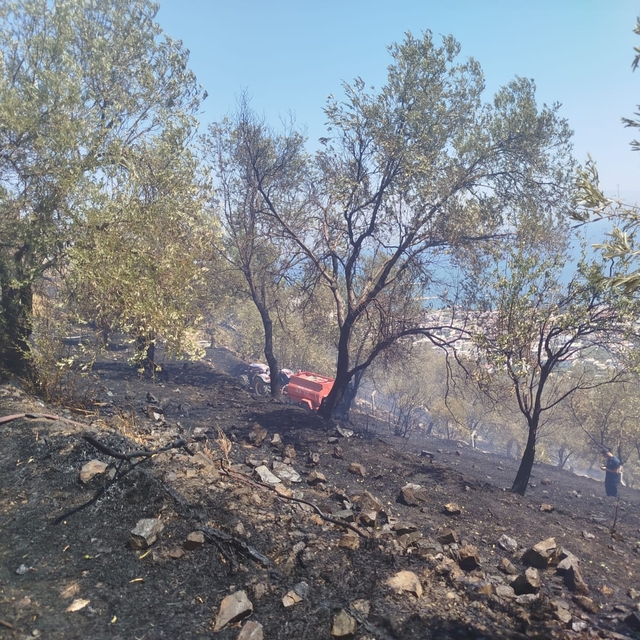 Balıkesir'de zeytinlik alanda çıkan yangın kontrol altına alındı