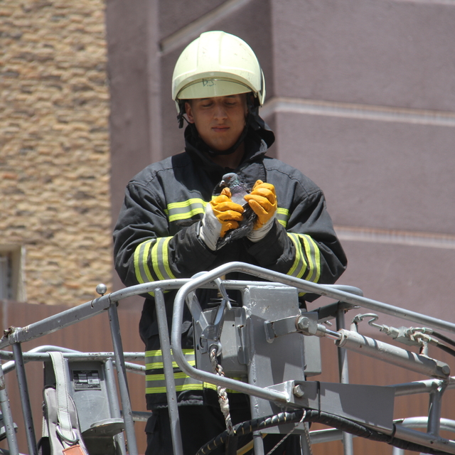 Beyşehir'de pencere boşluğuna sıkışan güvercin kurtarıldı