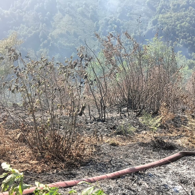 Samsun'da çıkan orman yangını büyümeden söndürüldü