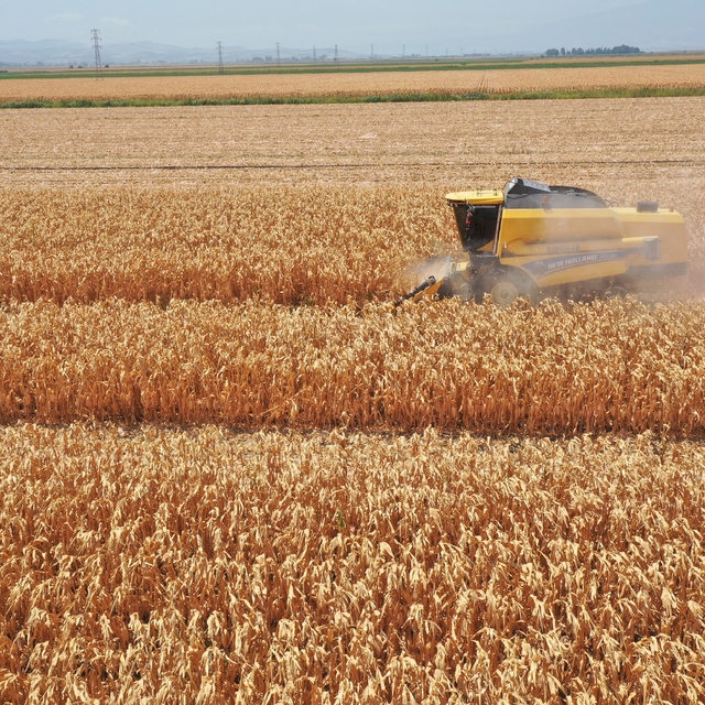 Hatay'daki Amik Ovası'nda mısır hasadı başladı