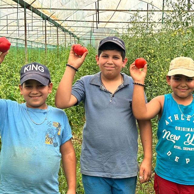 Isparta yaylalarında örtü altı domates hasadına başlandı