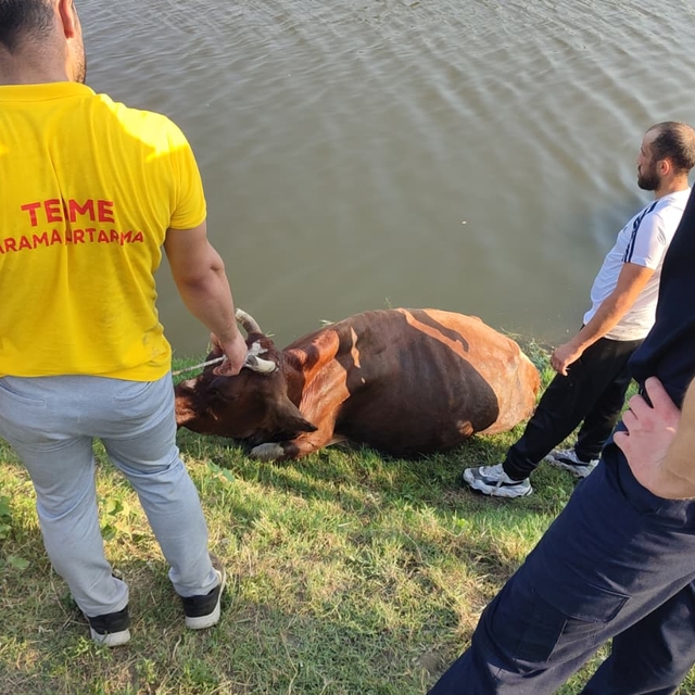Samsun'da ırmağa düşen inek ekiplerce kurtarıldı