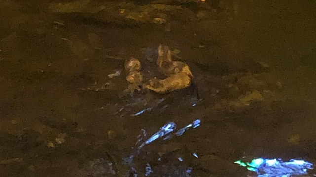 Deredeki su samurları kamerada