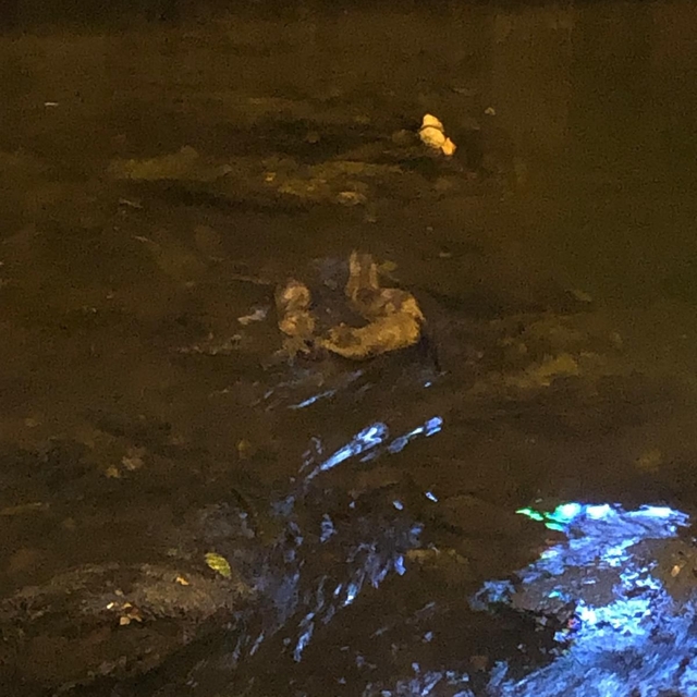 Deredeki su samurları kamerada