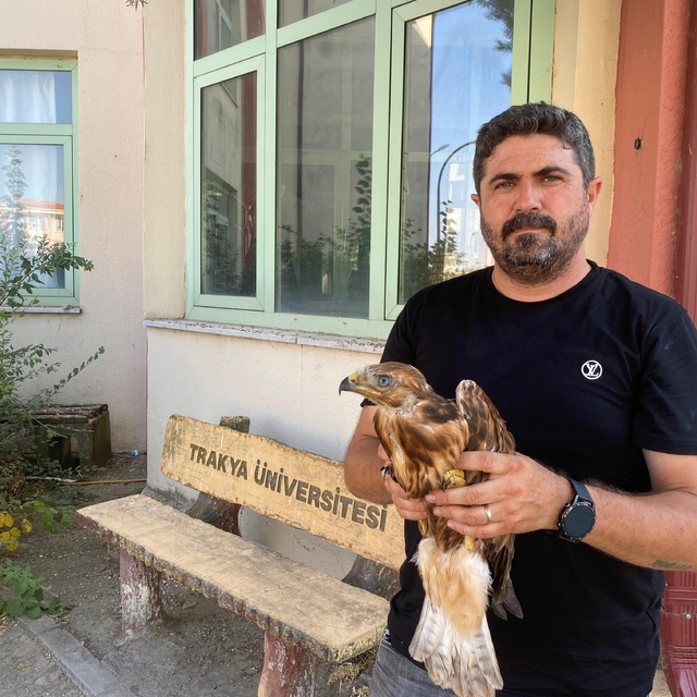 Aşırı sıcaklarda bitkin düşen yaban hayvanları tedavi sonrası doğaya bırakı...