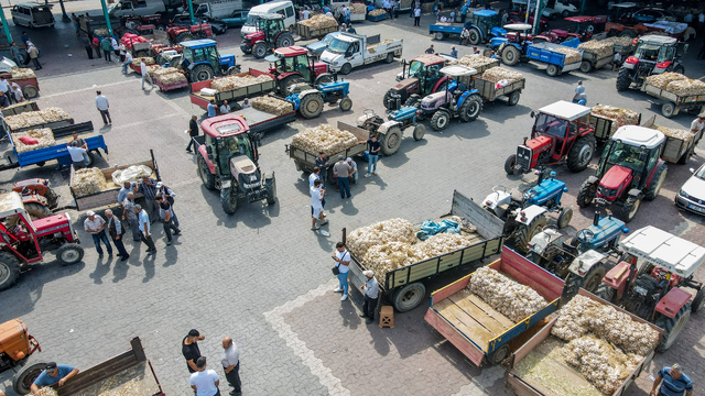 Taşköprü sarımsak pazarında yoğunluk yaşanıyor