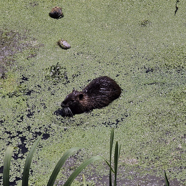 Bulgaristan'daki taşkınlarla Edirne'ye gelen su maymunları, Havsa ilçesinde...