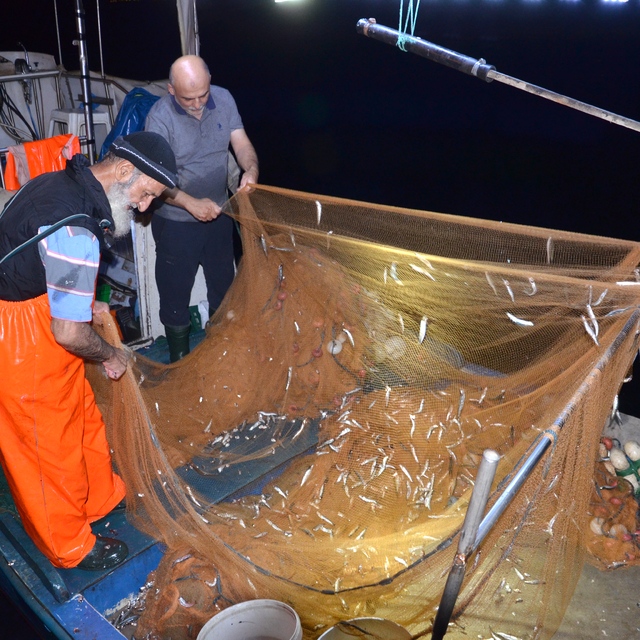Kocaeli Ereğli Balık Hali'nde balık mezadı hareketliliği sürüyor