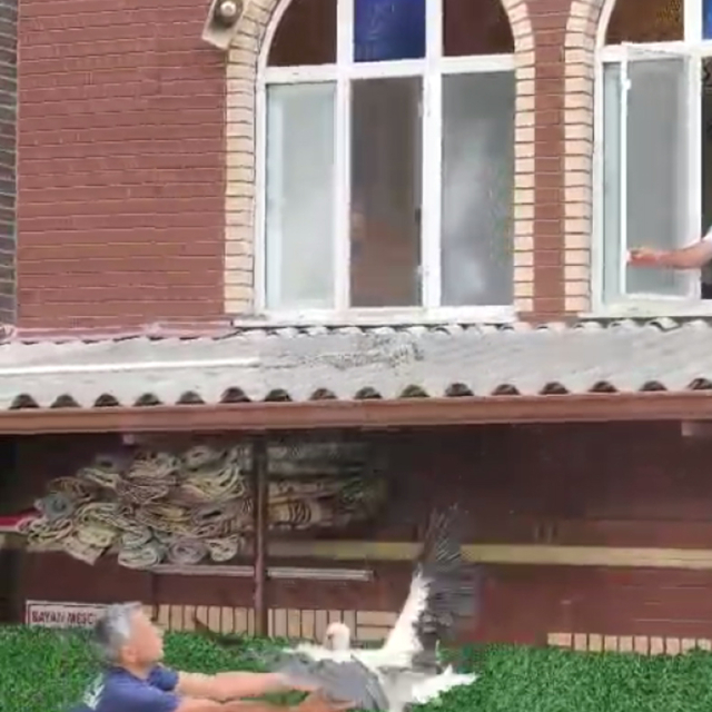 Verandadan düşen tek ayağı olmayan leyleği itfaiyeci havada yakaladı