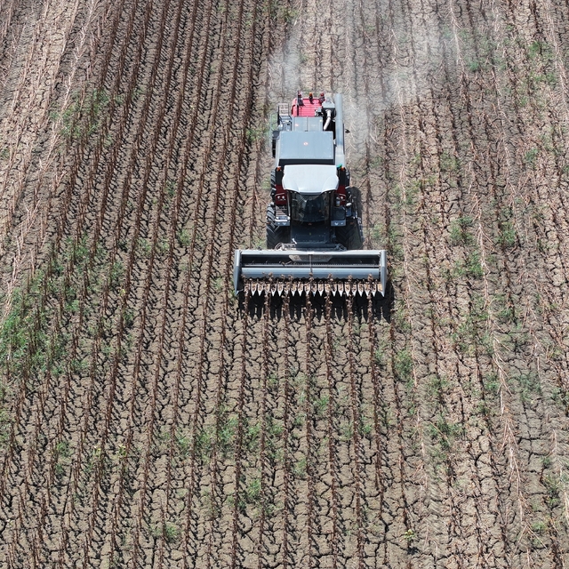 Edirne'de aşırı sıcaklar nedeniyle ayçiçeği hasadı bu yıl erken başladı