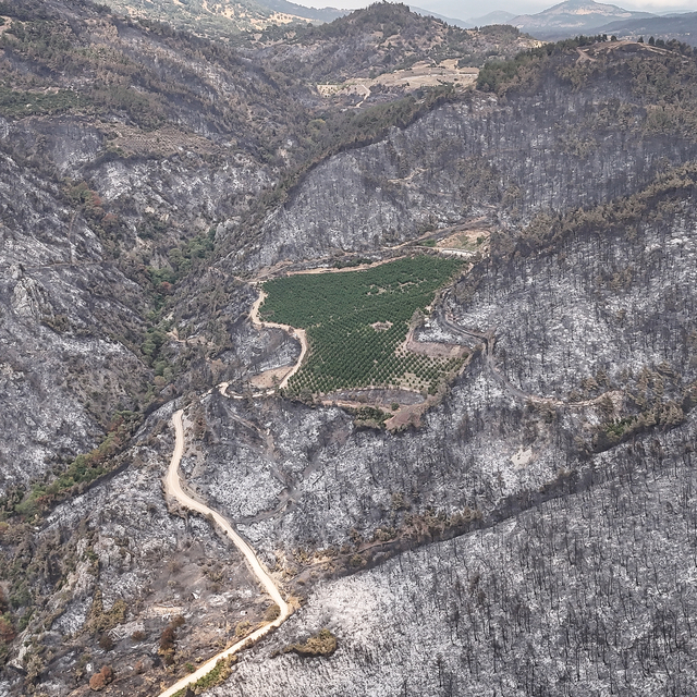 Bursa'da orman yangınının ortasında kalan 48 dönümlük nektarin bahçesi zara...