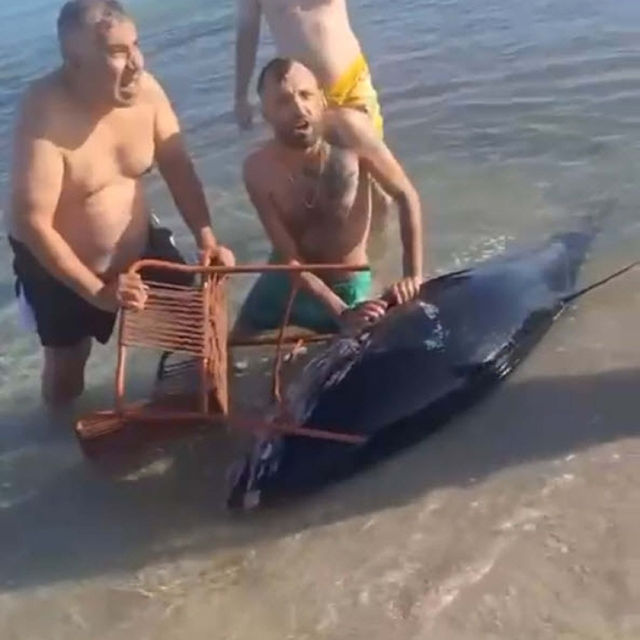 Orkinosu sandalyeyle karaya çekmeye çalıştılar