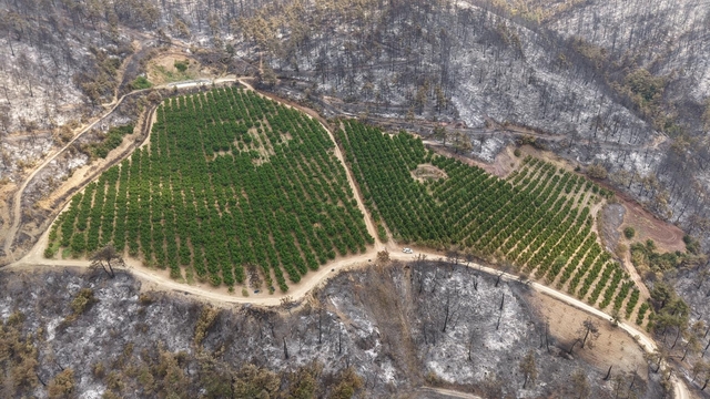 Bursa'da yanan ormanlar dronla görüntülendi; soğutma çalışmaları sürüyor (3)