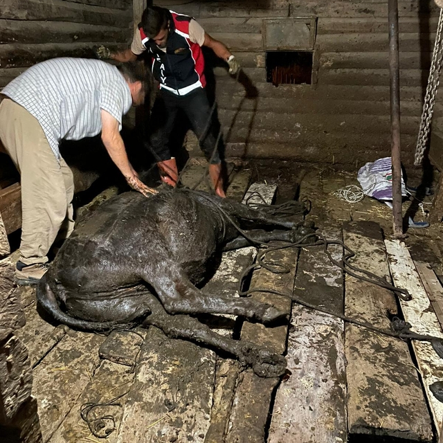 Türkeli'de çukura düşen inek kurtarıldı