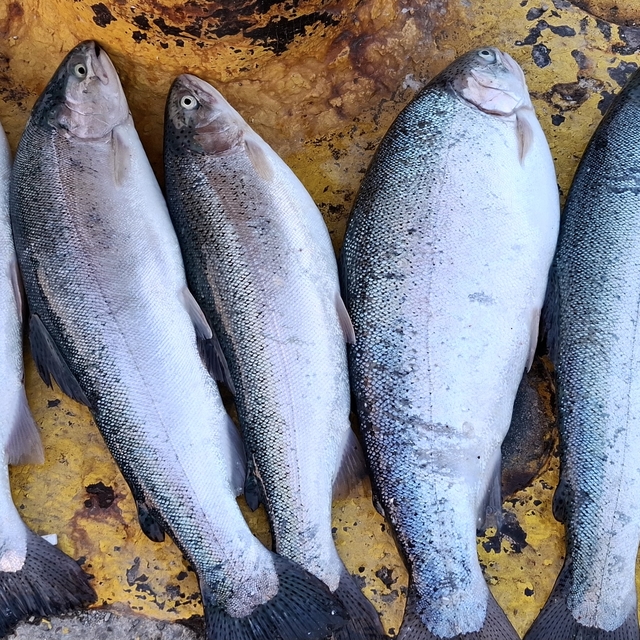 Sinop'ta deniz suyunda yaşanan ani soğumayla bazı balıklar kıyıya vurdu