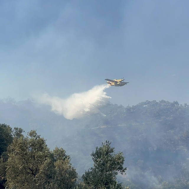 Aydın'da orman yangını (2)