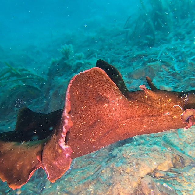 Saros Körfezi'nde 'İspanyol dansçısı' balığı görüntülendi
