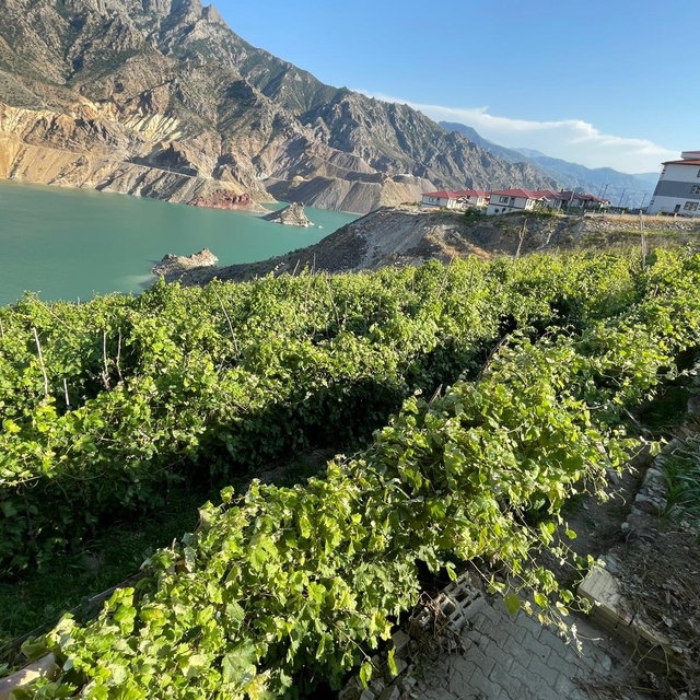 Yusufeli'deki 'nakil bağlar'da üzüm bereketi
