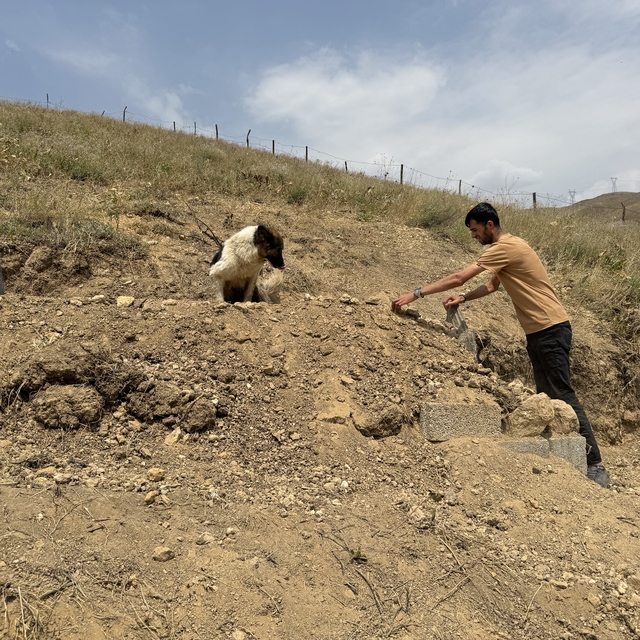 Ölen sahibinin mezarı başından ayrılmayan köpek görenleri hüzünlendirdi