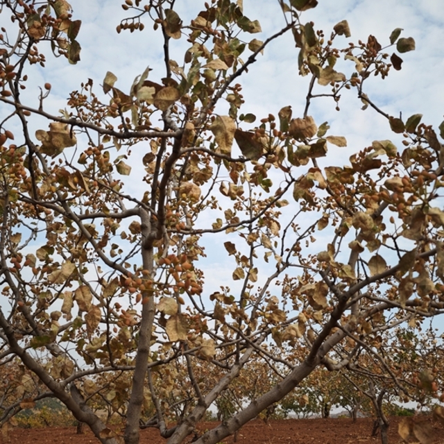 Kavurucu sıcaklar Siirt fıstığını da vurdu