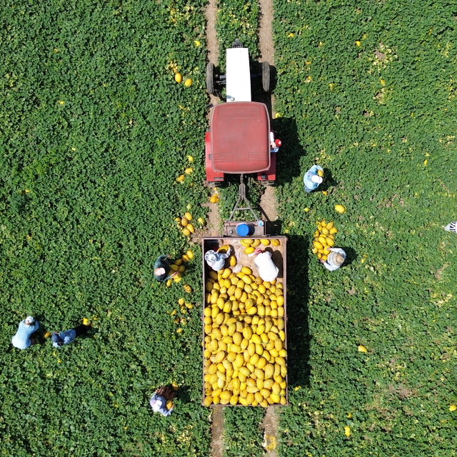 Bafra Ovası'nda 50 bin kavun rekoltesi bekleniyor