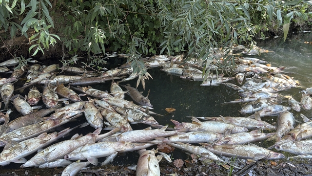 Bartın Irmağı'nda balık ölümleri