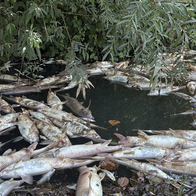 Bartın Irmağı'nda balık ölümleri