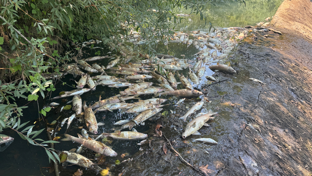 Bartın'da toplu balık ölümlerine ilişkin inceleme başlatıldı