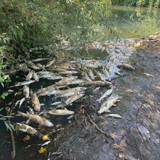 Bartın'da toplu balık ölümlerine ilişkin inceleme başlatıldı