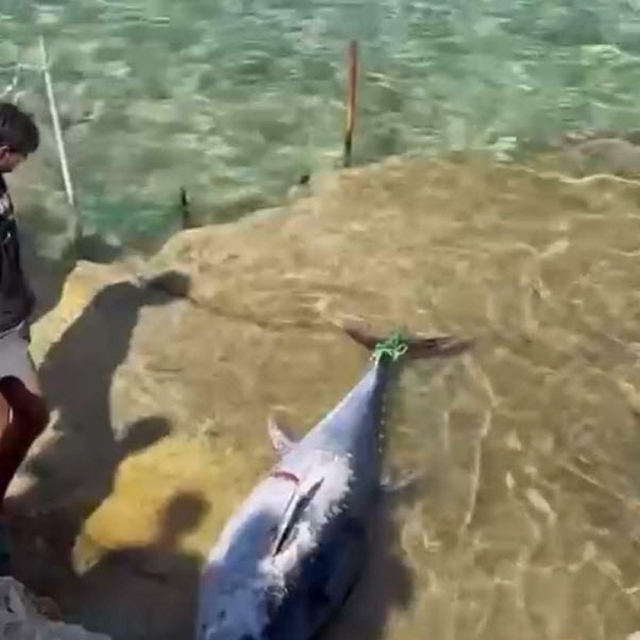 Çeşme'de kıyıya vuran orkinoslar için inceleme