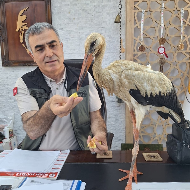 Mersin'de yangınlardan kaçtığı değerlendirilen yaralı leylek ormancılara sı...