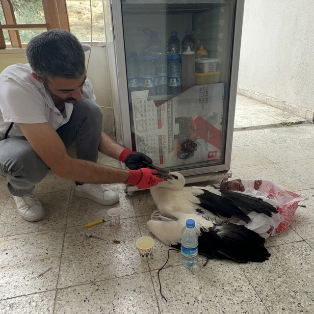 Akıncılar'da hasat sırasında tarlada yaralı leylek bulundu