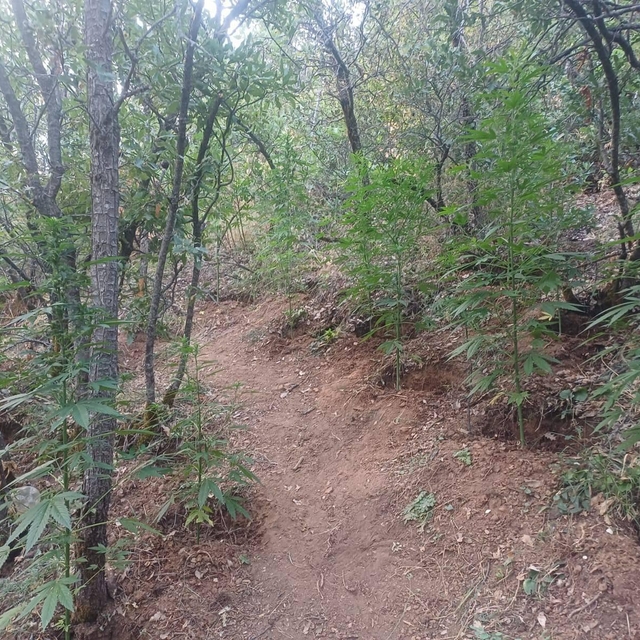 Bingöl'de 2 bin 365 kök Hint keneviri ele geçirildi