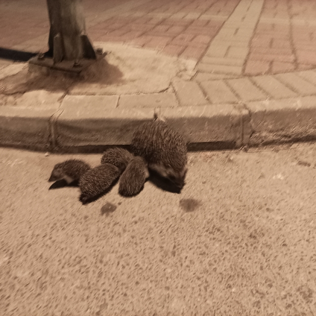 Manavgat'ta yolda bulunan kirpi ve yavruları kurtarıldı