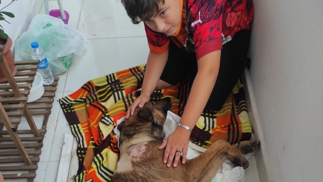 Havalı tüfekle vurulan köpek felç kaldı; saldırı kamerada