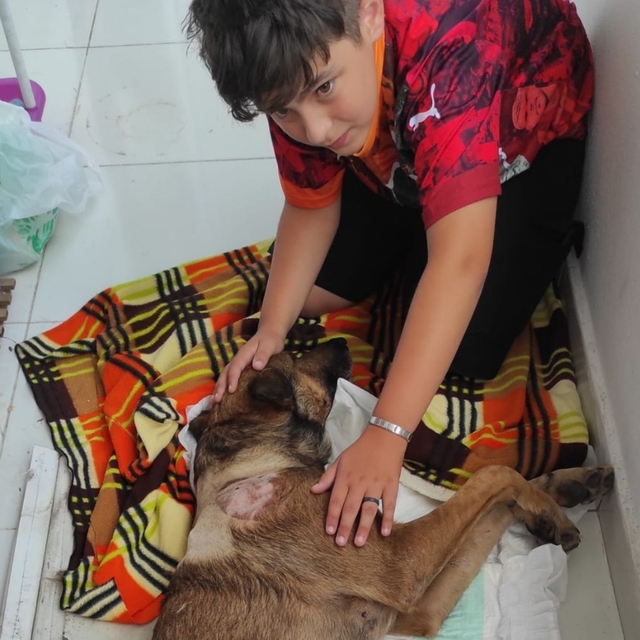 Havalı tüfekle vurulan köpek felç kaldı; saldırı kamerada