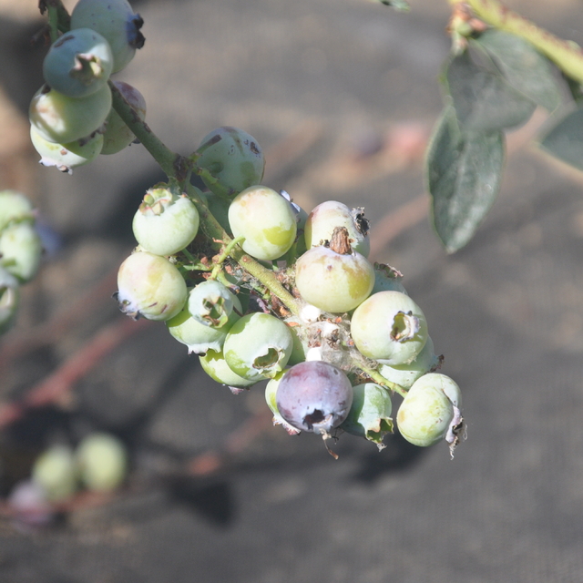 İzmir'de 3 yıl önce dikilen maviyemişin ilk hasadı yapıldı