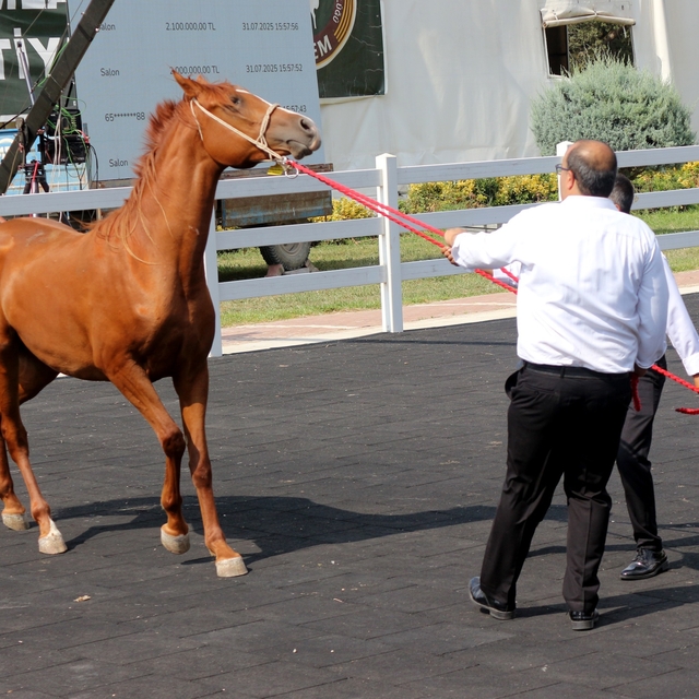TİGEM tay satışından 45 milyon lira gelir elde etti