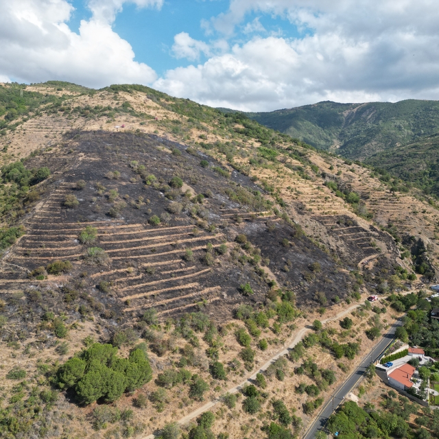 Tekirdağ'da makilikte çıkan yangına müdahale ediliyor