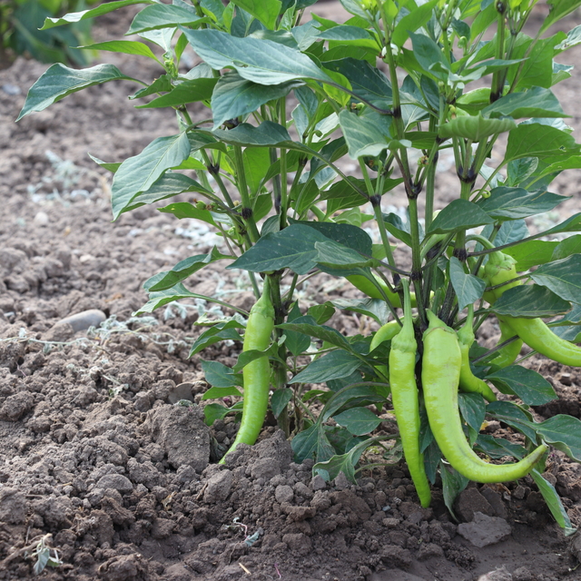 Ağrı'da devletin sağladığı desteklerle üretilen sebzelerin hasadı yapıldı