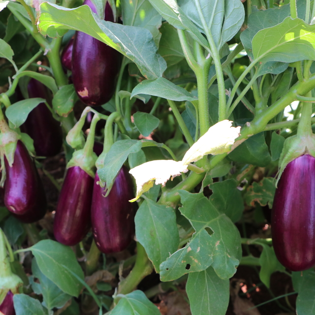 Kilis'e özgü "Zabaran" patlıcanının hasadına başlandı