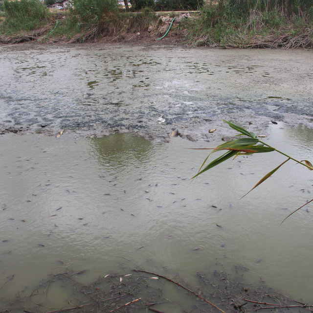 Gölet kurudu; kalan balıklar belli bir noktaya birikti